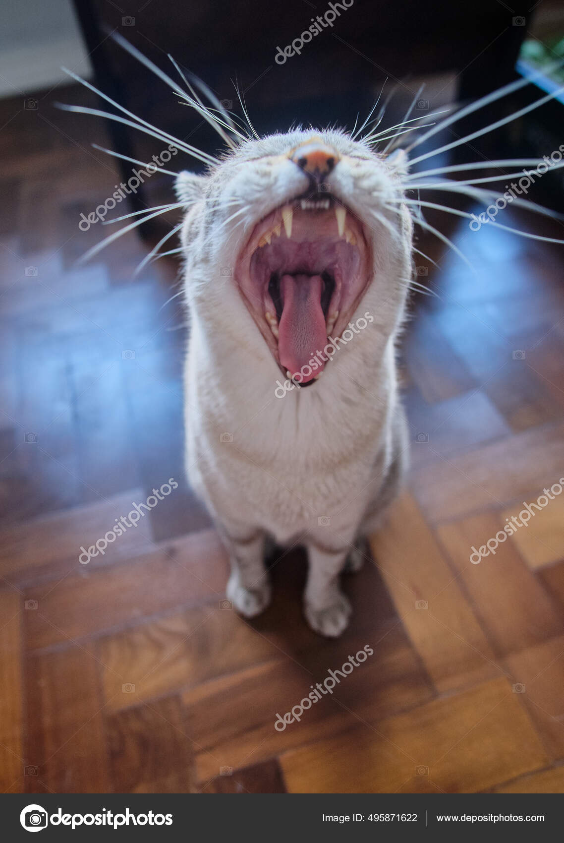 Closeup of a tabby cat looking back with an angry face Stock Photo by  wirestock