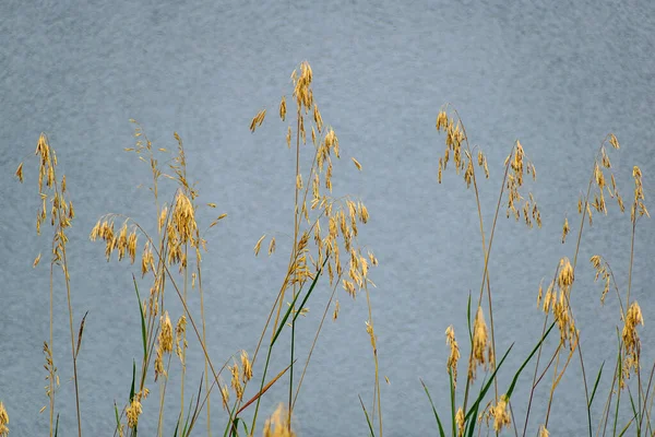 어벤져스는 오츠라고 도알려져 있는데 앞에서 자라는 식물이다 — 스톡 사진