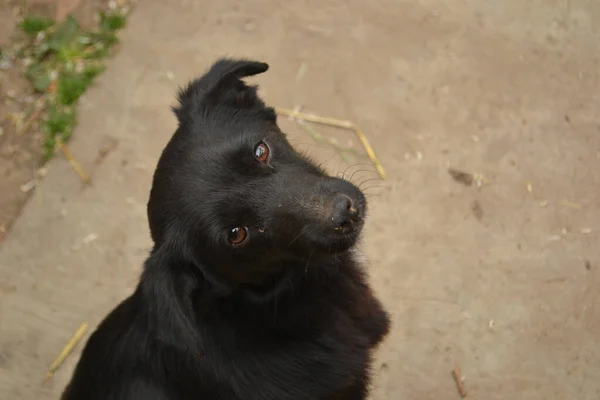 悲しいです黒子犬はカメラを見上げます茶色の目と傾斜した頭の外 — ストック写真