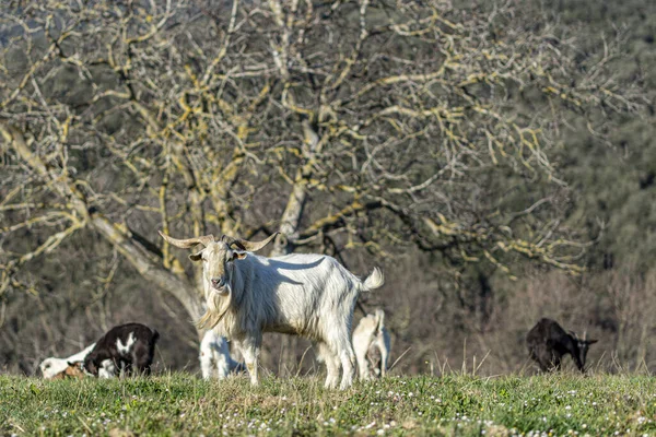 Biała Koza Długą Brodą Zakrzywionymi Rogami Stojąca Dala Stada Obok — Zdjęcie stockowe