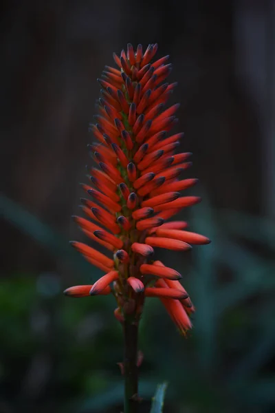 Ein Vertikaler Schuss Roter Aloe Vera Blume — Stockfoto