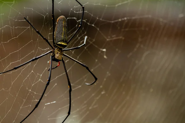 马来西亚槟城 一只织锦蜘蛛出现在网上 — 图库照片