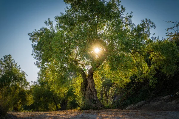 Krásný Výhled Svěží Zelené Stromy Lese Slunečného Dne — Stock fotografie