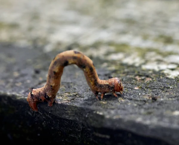 Een Selectieve Focusopname Van Een Rups Die Grond Kruipt — Stockfoto