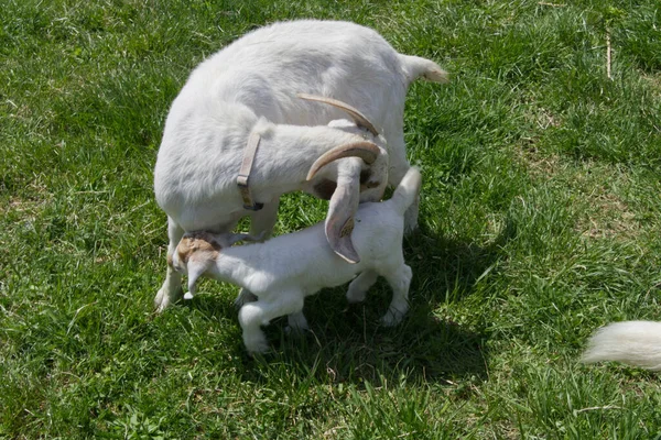 Une Chèvre Blanche Avec Bébé Chèvre Sur Herbe Verte — Photo