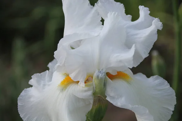 Tiro Close Uma Bela Flor Íris Jardim — Fotografia de Stock