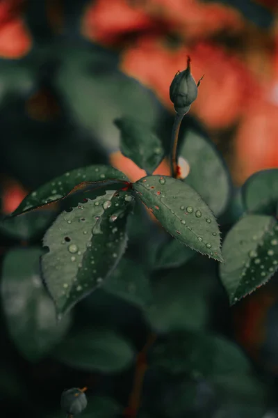 Zbliżenie Pąka Kwiatu Zielonymi Liśćmi Pokrytymi Krystalicznie Czystą Wodą — Zdjęcie stockowe