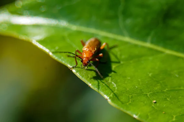 Sebuah Fokus Tembakan Selektif Dari Kumbang Pada Daun — Stok Foto