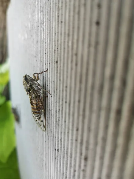 Taş Bir Yüzeyde Ağustos Böceği — Stok fotoğraf