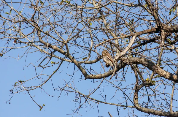 在印度的坎哈国家公园 一只小猫头鹰坐在树枝上 没有叶子 这是一张低角度的照片 — 图库照片