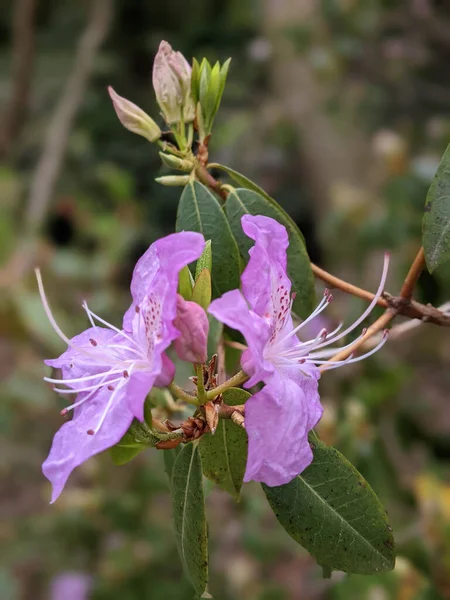 Selektywny Strzał Ostrości Purpurowych Roślin Kwitnących Tibouchina Rosnących Ogrodzie — Zdjęcie stockowe