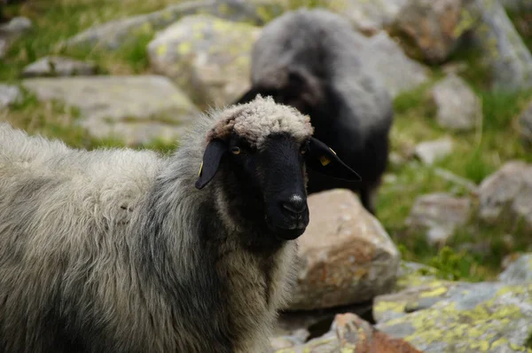 Selektywne Ujęcie Owiec Pastwiskach — Zdjęcie stockowe