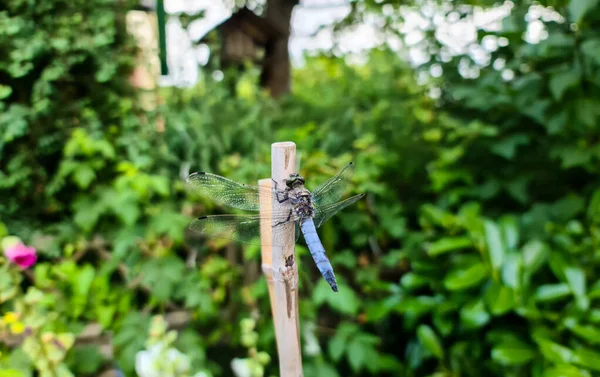 Une Libellule Bleue Sur Bâton Dans Jardin — Photo