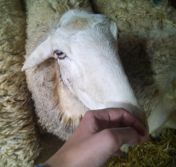 Bir Insan Tarafından Sevilen Beyaz Bir Koyun — Stok fotoğraf