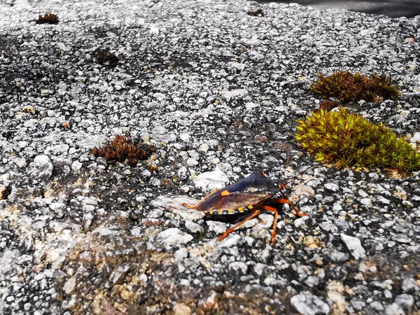 Primer Plano Disparó Cangrejo Caminando Una Costa Rocosa Luz Del — Foto de Stock