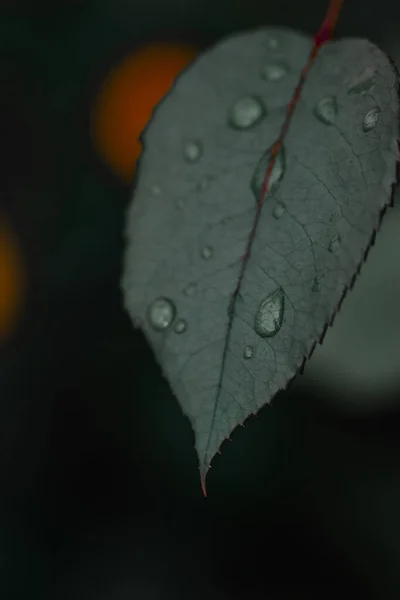 透明な雨滴に覆われた模様の緑の葉の表面の閉鎖 — ストック写真