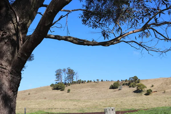 南ハイランドの木と風景 オーストラリア — ストック写真