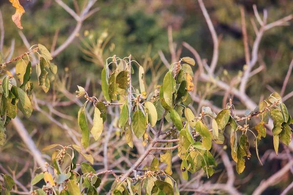 Closeup Dried Leaves Small Branches Beautiful Kanha National Park Pradesh — Stock Photo, Image