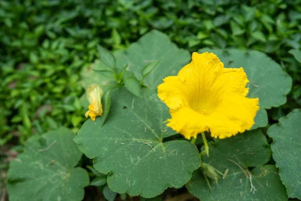 Primo Piano Fiore Zucca Sotto Luce Del Sole — Foto Stock