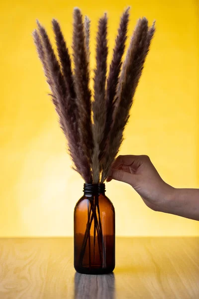 Ein Zweig Flauschiges Pampasgras Einem Kleinen Dunklen Fläschchen Auf Gelbem — Stockfoto