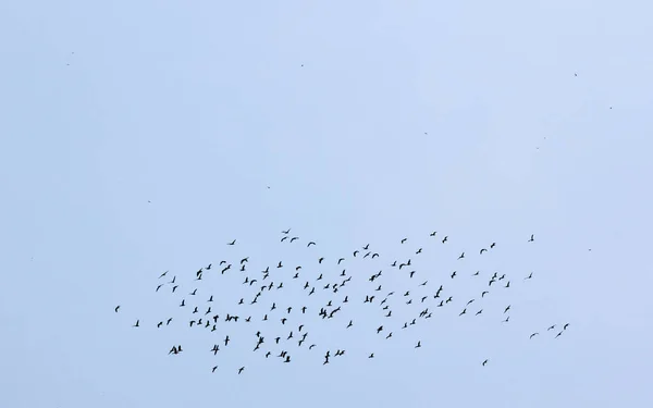 Низький Кут Пострілу Зграї Гусей Літають Небі Національному Парку Канха — стокове фото