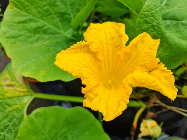 Eine Blühende Gelbe Kürbisblume Garten — Stockfoto