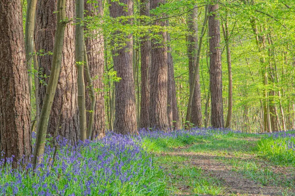 Eine Wunderschöne Landschaft Einem Wald Mit Blühenden Glockenblumen — Stockfoto