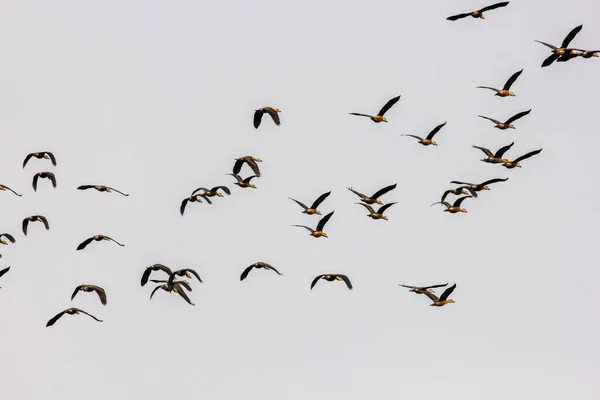 印度中央邦坎哈国家公园的科拉天空中 一群酒吧头的雁群在飞翔 — 图库照片