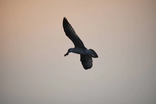 Vacker Bild Mås Som Flyger Skyn Med Mat Notan Vid — Stockfoto