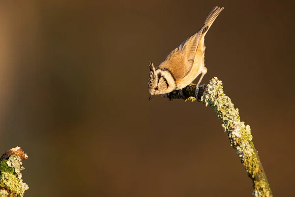 Ein Kleiner Netter Vogel Auf Einem Ast — Stockfoto