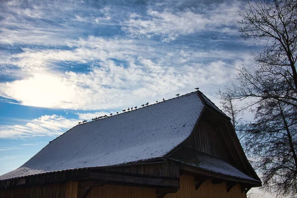 Vogels Zitten Een Dak Een Rij Bij Een Boom Winterdag — Stockfoto