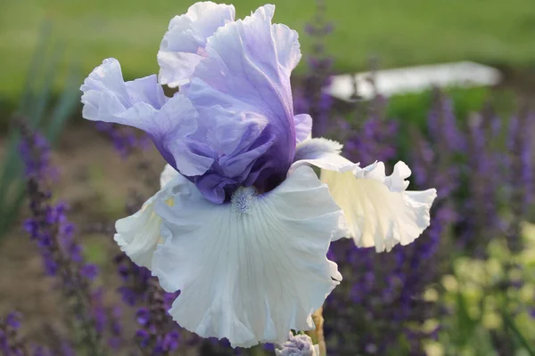 Closeup Shot Beautiful Iris Flower Garden — Stock Photo, Image