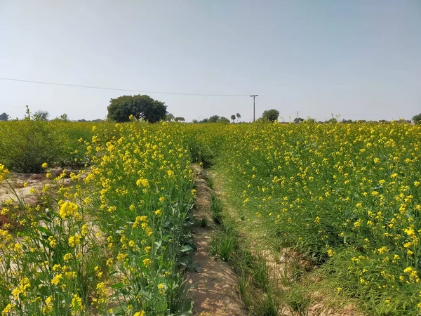 Una Hermosa Vista Flores Amarillas Campo — Foto de Stock