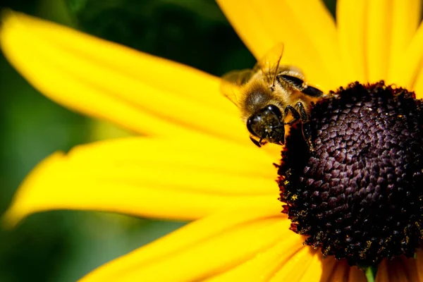 Selektiv Fokusbild Ett Som Pollinerar Svartögd Susan — Stockfoto