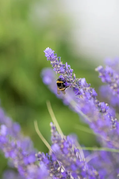 Een Verticale Close Van Hommel Lavendel Geselecteerde Focus — Stockfoto