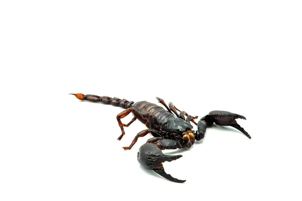 Closeup Shot Plastic Scorpion Isolated White Background — Stock Photo, Image