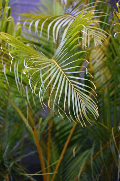 Colpo Verticale Foglie Palma Tropicale — Foto Stock