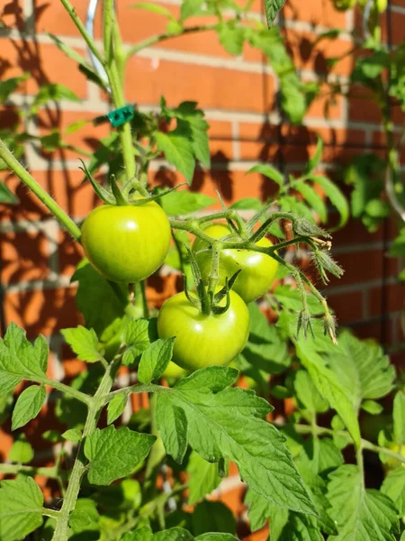 Tiro Foco Seletivo Tomates Verdes Crescendo Frente Uma Parede Tijolo — Fotografia de Stock