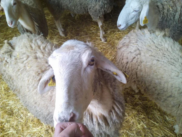 Mouton Blanc Étant Caressé Par Une Main Humaine — Photo