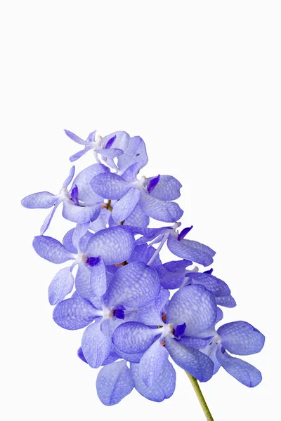 Egy Függőleges Lövés Lila Vanda Orchidea Elszigetelt Fehér Háttér — Stock Fotó