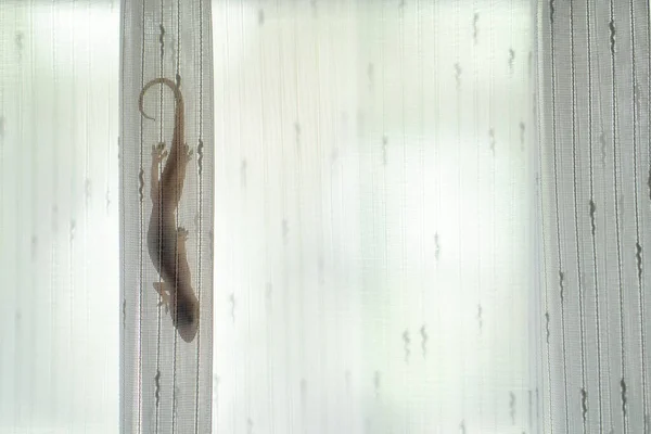 Tiro Perto Lagarto Casa Escondido Cortina — Fotografia de Stock