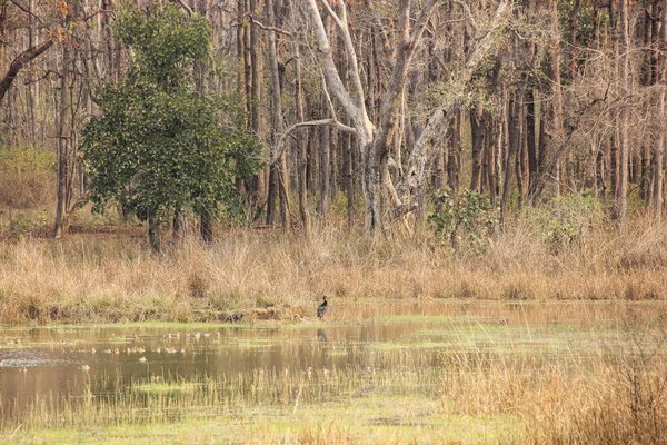 Hermoso Paisaje Parque Nacional Kanha Pradesh India Con Pequeños Patos —  Fotos de Stock