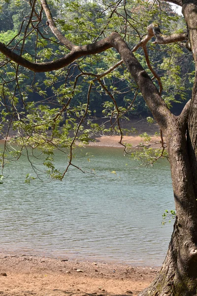 Eine Vertikale Aufnahme Eines Baumes Einem See Wald Aufgenommen Thenmala — Stockfoto