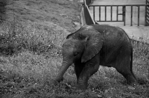 Graustufen Eines Kleinen Elefanten Der Auf Dem Gras Steht — Stockfoto