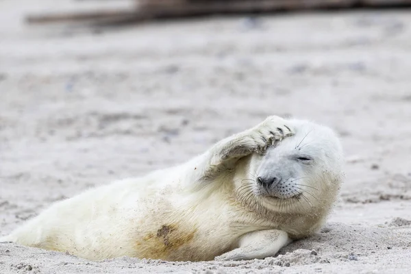 Eine Sehr Junge Kegelrobbe Liegt Sand Und Die Flosse Hat — Stockfoto