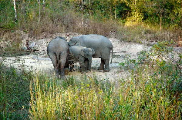 Группа Слонов Детенышем Слона — стоковое фото