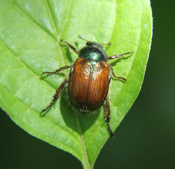Primer Plano Escarabajo Sobre Una Hoja Verde — Foto de Stock