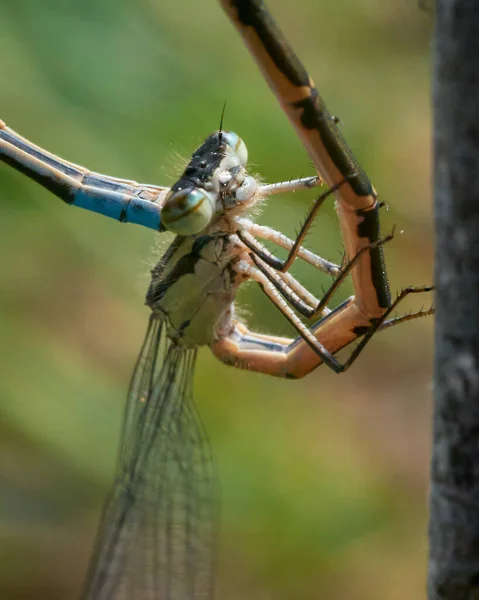 Selective Focus Shot Dragonflies Mating Tree Branch — Stock Photo, Image