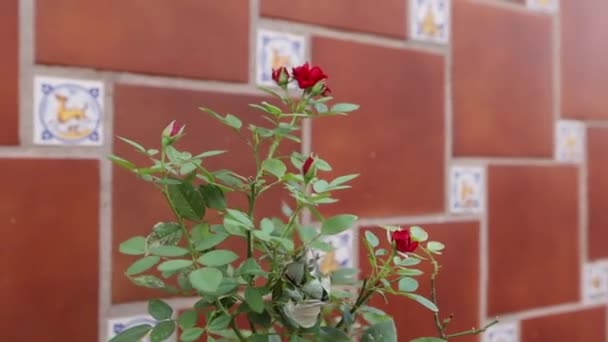 Belas Flores Vermelhas Brancas Jardim — Vídeo de Stock