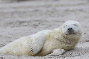 A  seal pup lying in the sand, closes the eyes and is relaxed. clipart